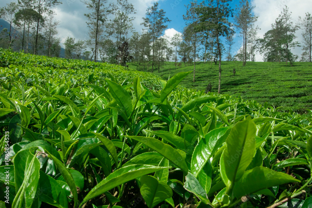 Fototapeta premium Tea Plantation Landscape: Lush green tea plants cover rolling hills under a vibrant blue sky, creating a serene and picturesque landscape.