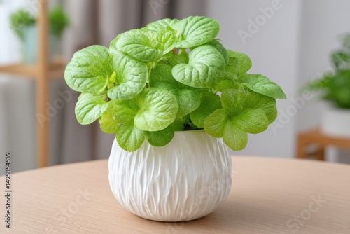 Beautiful plectranthus verticillatus plant in a white textured pot, perfectly arranged on a wooden surface, creating a serene and natural ambiance in the room. photo