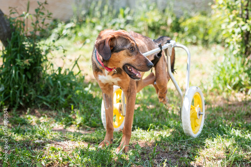 Photography A rescued dog with handicap in a wheelchair after receiving prescribed therapy a