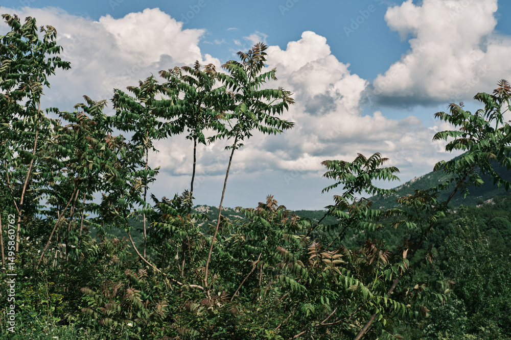 Obraz premium Incredible peaceful mountain landscape with fluffy curly clouds in the blue sky