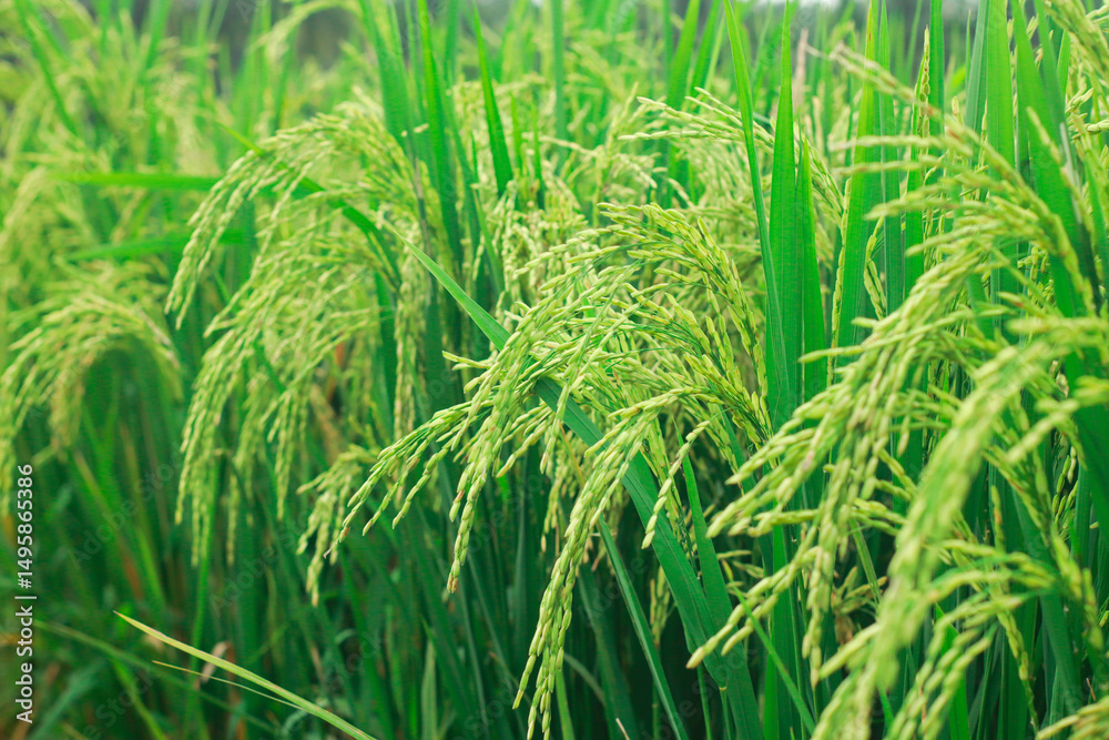 Golden Harvest: A vibrant close-up of a lush rice field, showcasing the beauty of nature's bounty, with close up on ripe rice grains and verdant leaves. Golden Harvest: A vibrant close-up of a lush rice field, showcasing the beauty of nature's bounty, with close up on ripe rice grains and verdant leaves.