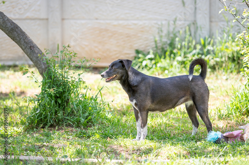 Photography Deaf black rescued dog  in a shelter for elderly, disabled dogs and dogs with sp