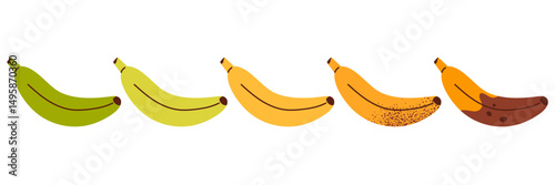 Five bananas at different stages of ripeness. Banana ripeness process. Banana from unripe green to overripe brown. Vector illustration in cartoon style. Isolated on white background

