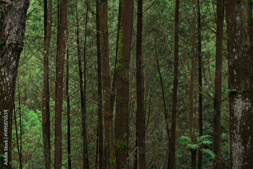 Forest canopy and nature's architecture: A dense forest scene showcases a myriad of towering trees reaching toward the sky.