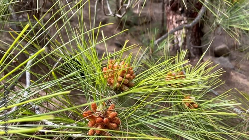Canary pine Pinus canariensis female cones in bloom on a green branches background in the forest of Tenerife,Canary Islands,Spain.