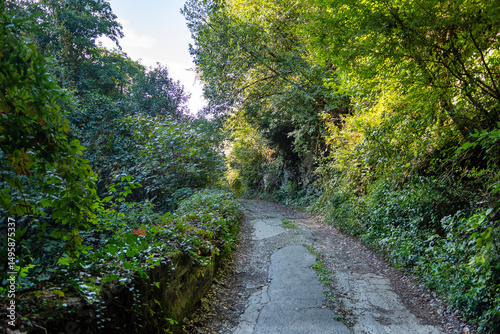 An old road to the mountains, laid through thickets of green trees and bushes. Serenity and peace. Sunny autumn day