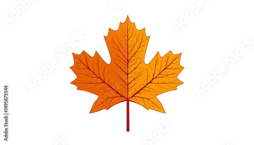 Isolated illustration of a single autumn maple leaf with orange and red colors