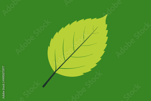birch leaf  .svg