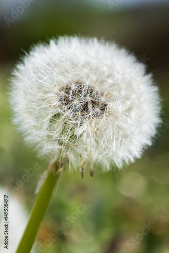 Close-up of a Dandelion Seed Head. Macro shot of a fluffy dandelion seed head against a blurred green background.