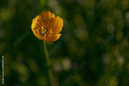 Golden Flower in Sunlight. Close-up of a vibrant yellow flower against a blurred green background.