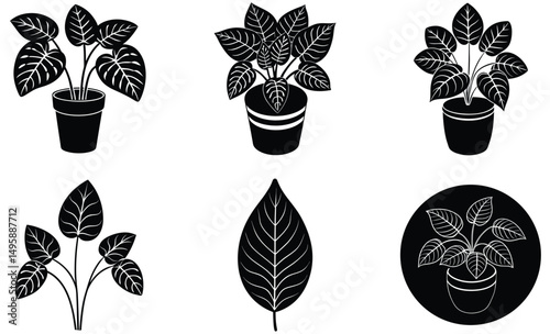Fittonia Indoor Plant Silhouette Set – Vector Collection of Nerve Plant Leaves for Modern Botanical and Decorative Design