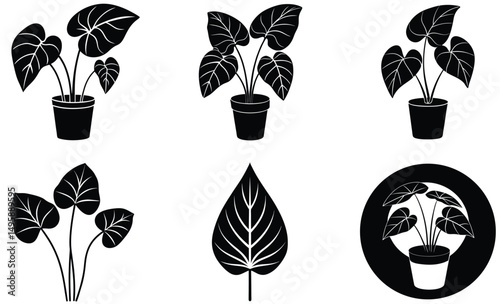 Alocasia Elephant Ear Plant Silhouette – Indoor Botanical Vector of Bold Tropical Leaf Houseplant for Modern Decor and Foliage Design