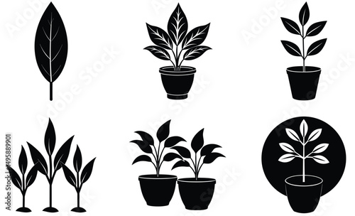 Cast Iron Plant Silhouette – Indoor Botanical Vector Illustration of Hardy Foliage Houseplant for Home Decor and Plant Design Projects