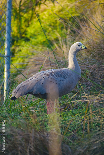 Ave Cape Barren Goose