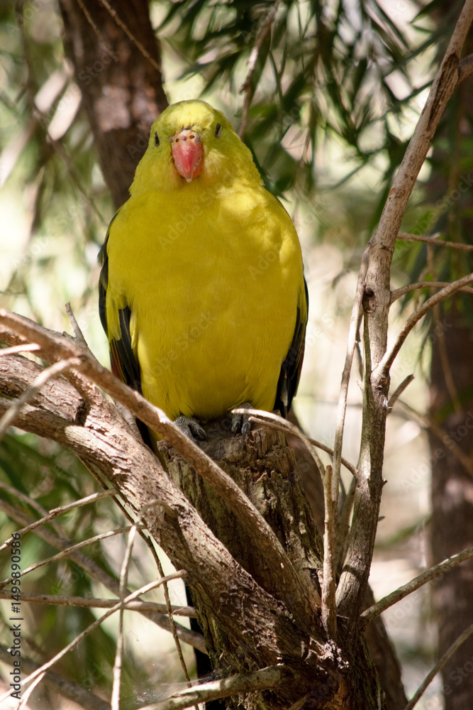 Obraz premium the male regent parrot is perched in a tree