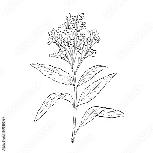 Drawing sketch style illustration of horseradish, Armoracia rusticana plant of the mustard family Brassicaceae used as spice herb done in black and white line art on isolated background. 