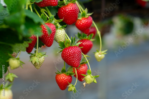 delicious ,fresh strawberries hanging on the bushes