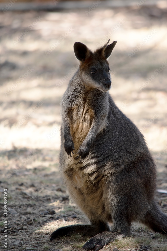 this is a female swamp wallaby this is a female swamp wallaby