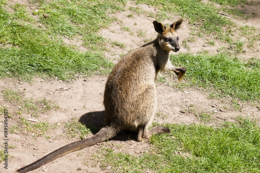Obraz premium the swamp wallaby is holding a leaf