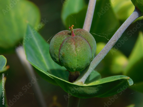 castor beans in the wild
