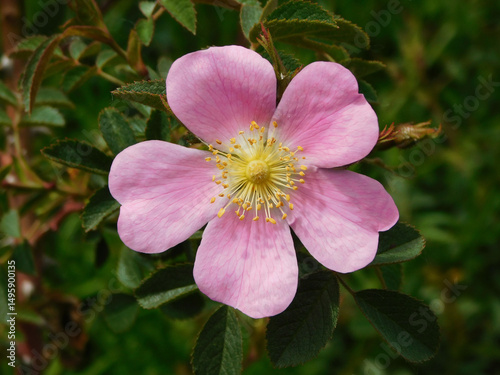 wild rose with yellow filaments in macro