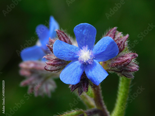 blue flower of anchusa on a macro