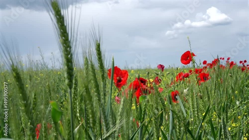 Gorgeous poppy flowers blowing in the wind in a wheat and rapeseed field under a blue sky. 4k.