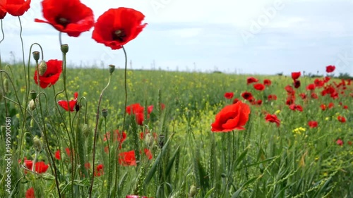 Gorgeous poppy flowers blowing in the wind in a wheat and rapeseed field under a blue sky. 4k.