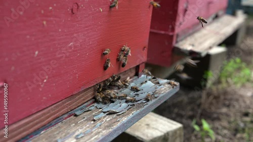 close-up of bees in flight bringing pollen and honey to their hive, 4k.