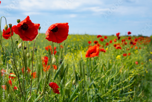 Gorgeous poppy flowers in a wheat and rapeseed field under a blue sky.