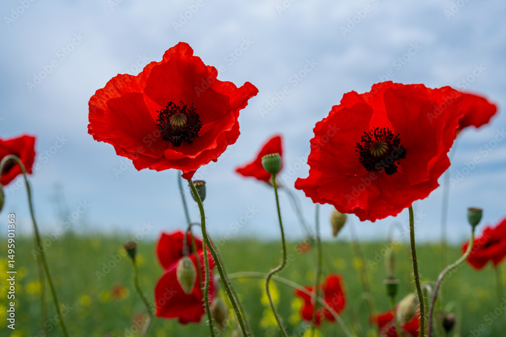 Naklejka premium Gorgeous poppy flowers in a wheat and rapeseed field under a blue sky.