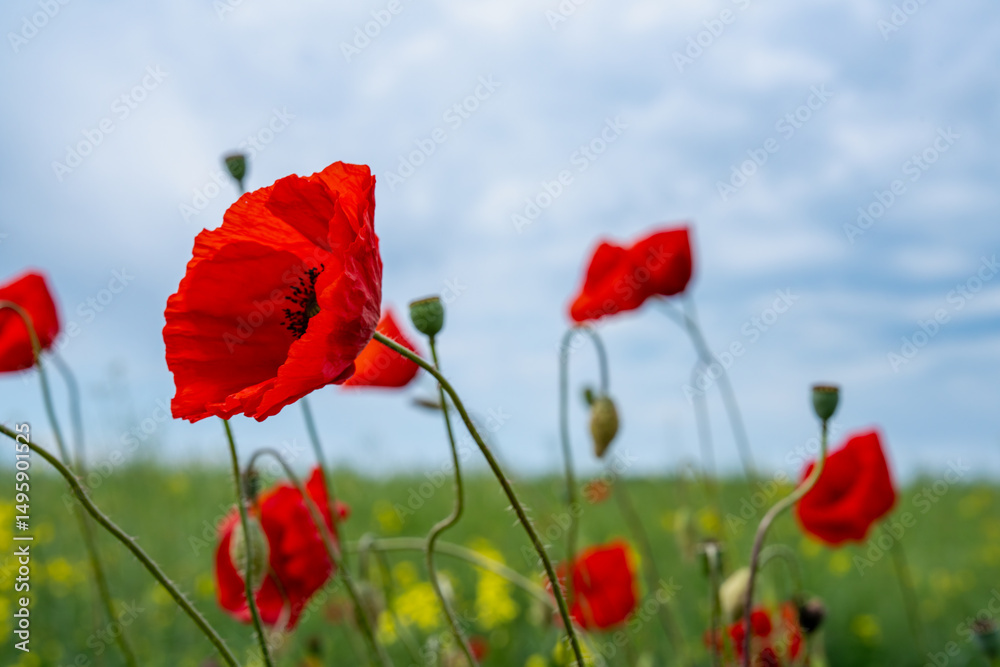 Obraz premium Gorgeous poppy flowers in a wheat and rapeseed field under a blue sky.