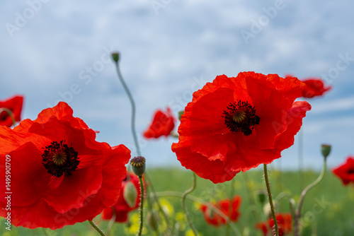 Gorgeous poppy flowers in a wheat and rapeseed field under a blue sky.