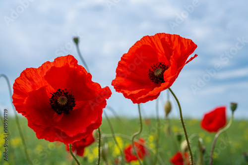 Gorgeous poppy flowers in a wheat and rapeseed field under a blue sky.