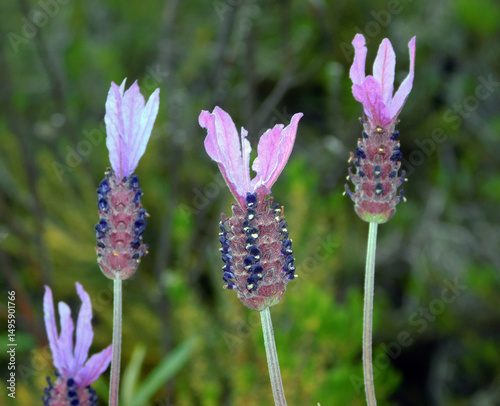 wild lavender in the forest