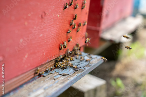 close-up of bees in flight bringing pollen and honey to their hive.