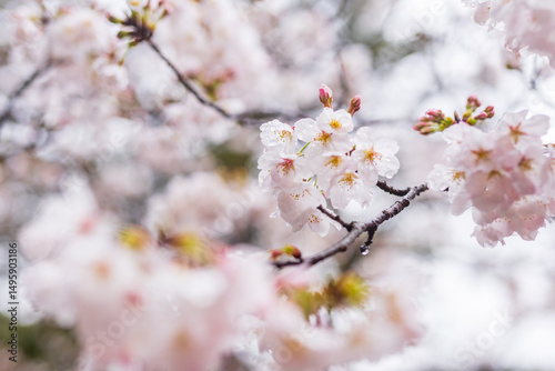 Close up sakura cherry blossom in full bloom. Spring atmosphere, Japan.