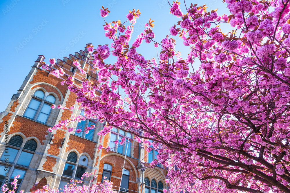Double Cherry Blossoms in Ghent, Belgium.