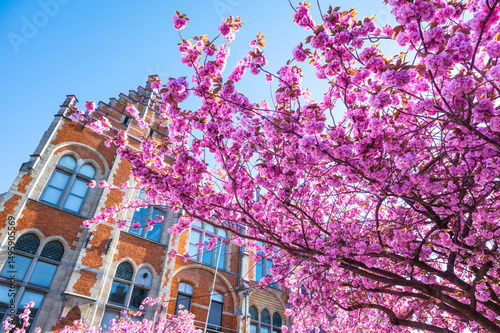 Obraz na płótnie Double Cherry Blossoms in Ghent, Belgium. w salonie