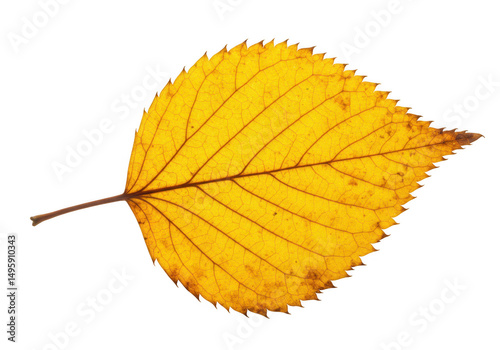 Yellow leaf isolated on transparent background
