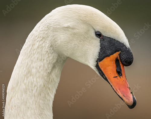 Fototapeta Naklejka Na Ścianę i Meble -  mute swan portrait