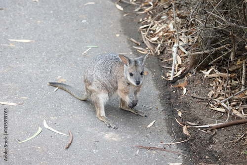 this is a young tammar wallaby photo