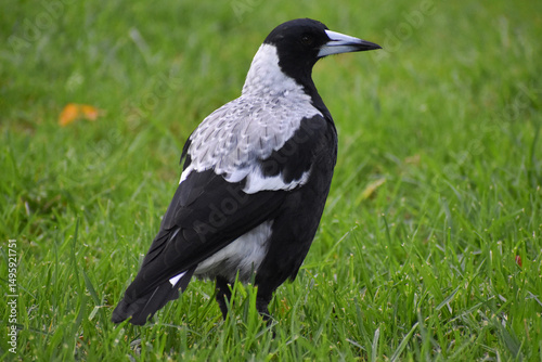 Ave o gaviota negra y blanco