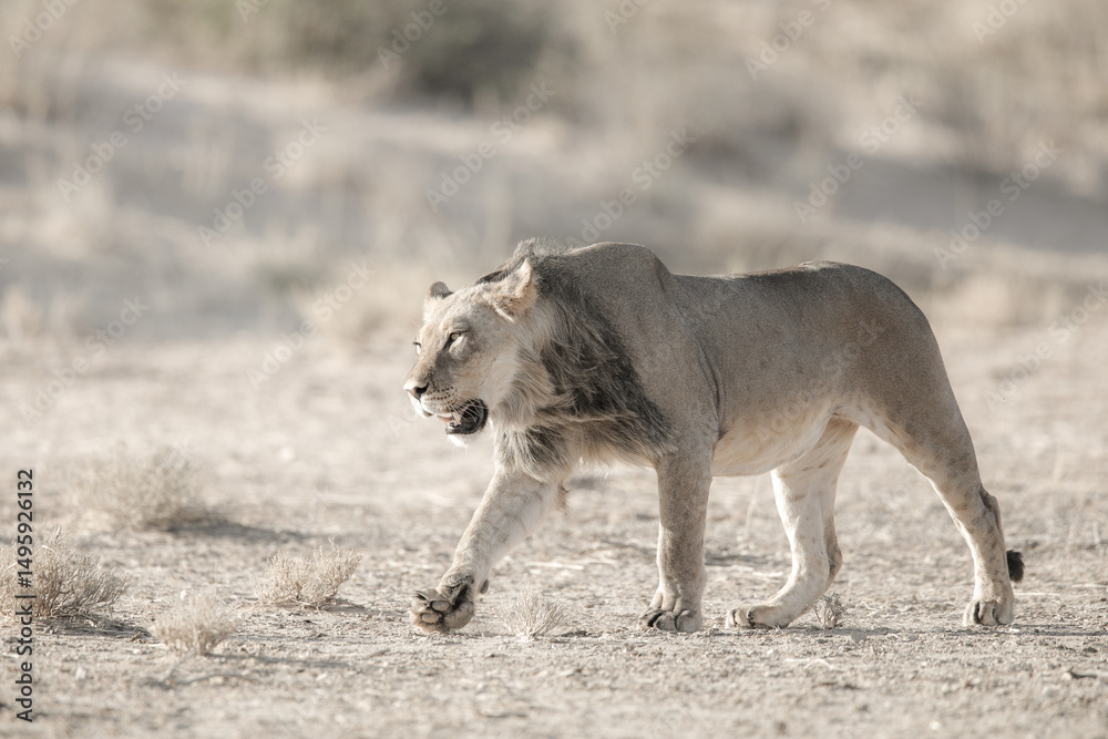 Obraz premium Lion starting to move over arid Kalahari Desert sand to stalk its prey