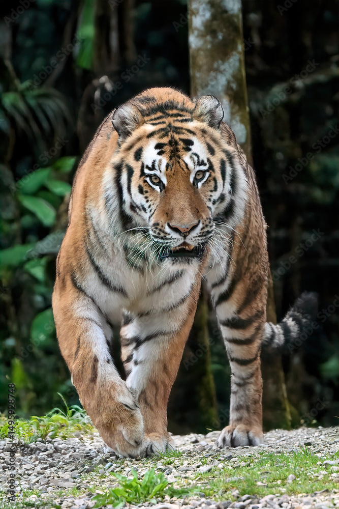 Obraz premium Tiger