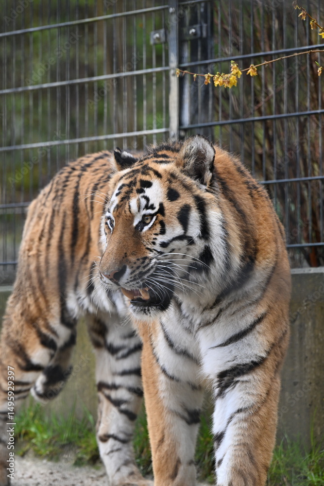 Obraz premium Tiger