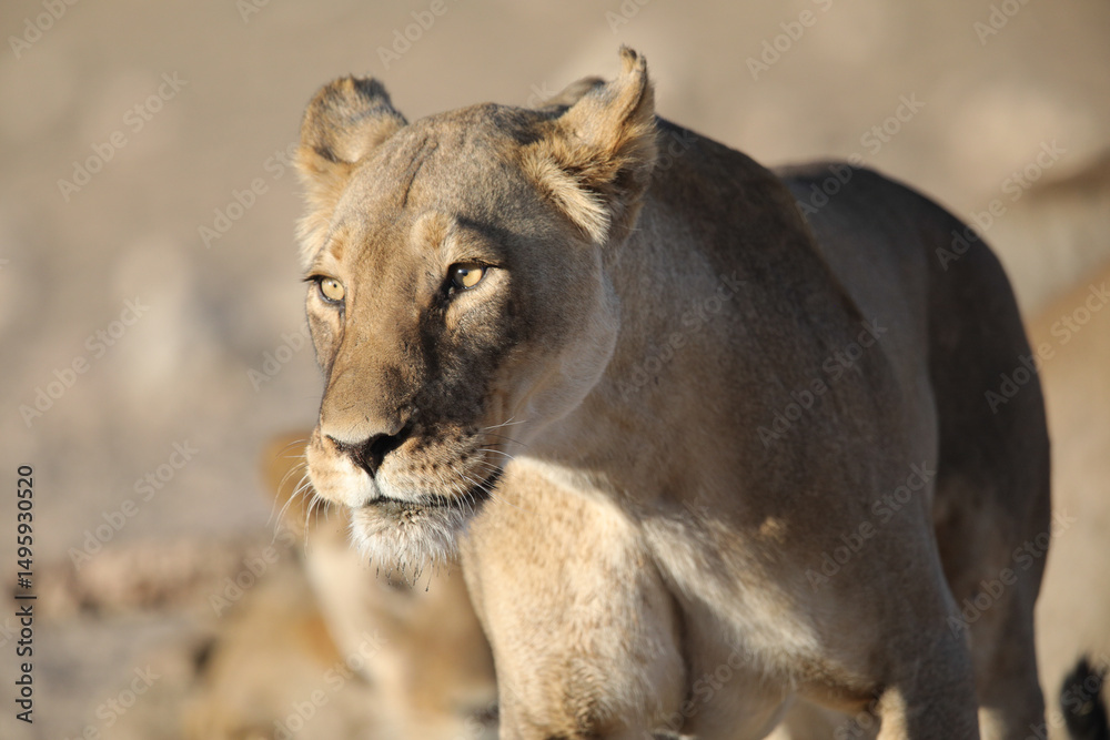 Obraz premium Portrait of the face of a lion in the Kalahari Desert