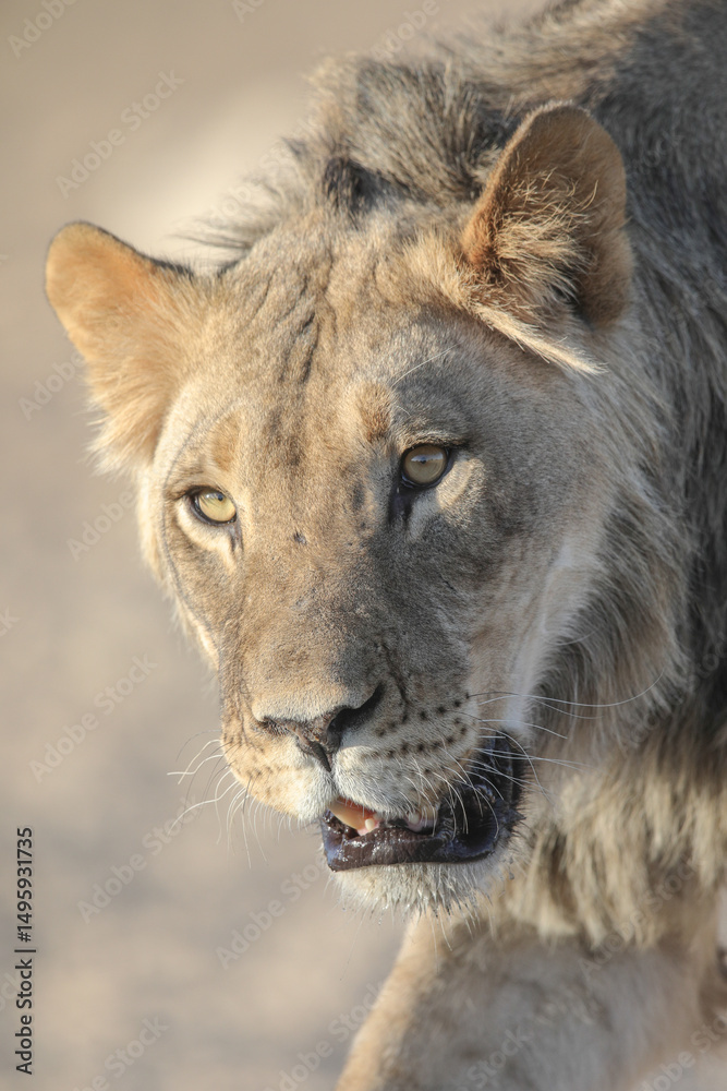 Fototapeta premium Portrait of the face of a lion in the Kalahari Desert