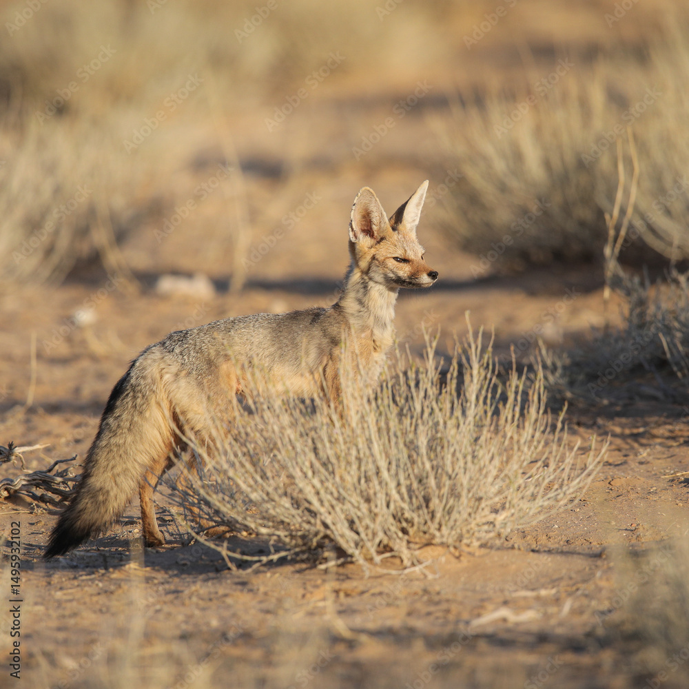 Cape fox looking into the distance, Kgalagadi National Park Cape fox looking into the distance, Kgalagadi National Park