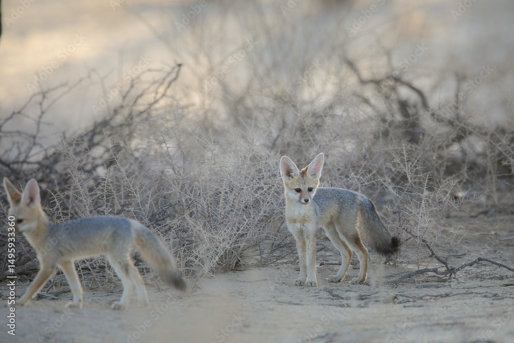 Obraz premium Cape fox looking for food in the arid Kalahari Desert